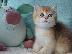 PoulaTo: British Shorthair Kittens